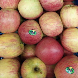 MANZANA ROJA FUJI