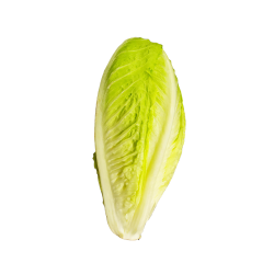 LECHUGA ROMANA