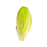 LECHUGA ROMANA