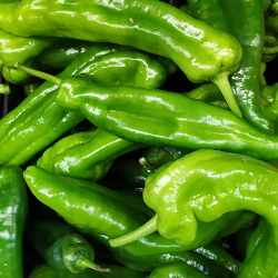 PIMIENTO VERDE