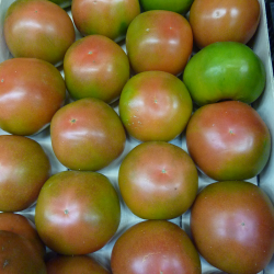 TOMATE TERRENO
