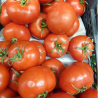 TOMATE DANIELA
