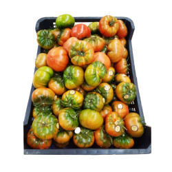 TOMATE RAF TERRENO