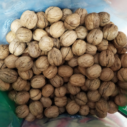 NUECES CASCARA NACIONAL