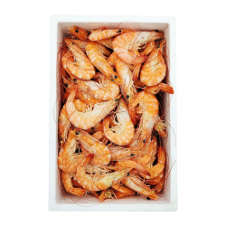 LANGOSTINO COCIDO